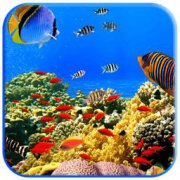 3D热带鱼屏保修改版下载-3d热带鱼水族箱屏保修改版下载v2018 绿色汉化版-附注册码