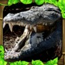 鳄鱼模拟器游戏下载-鳄鱼模拟器(CrocodileSim)下载v1.1 安卓版