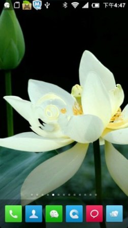 荷花动态壁纸下载
